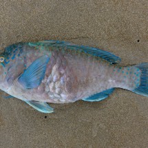 Parrotfish on the beach of Puerto Lopez